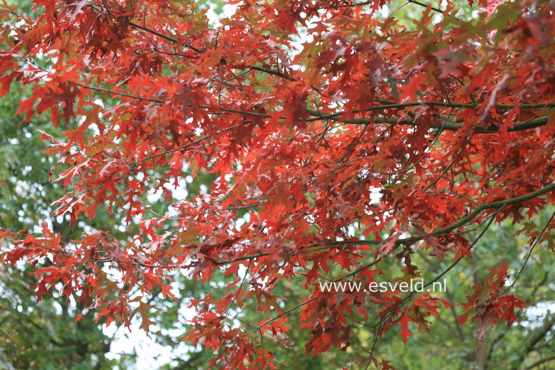 Quercus coccinea