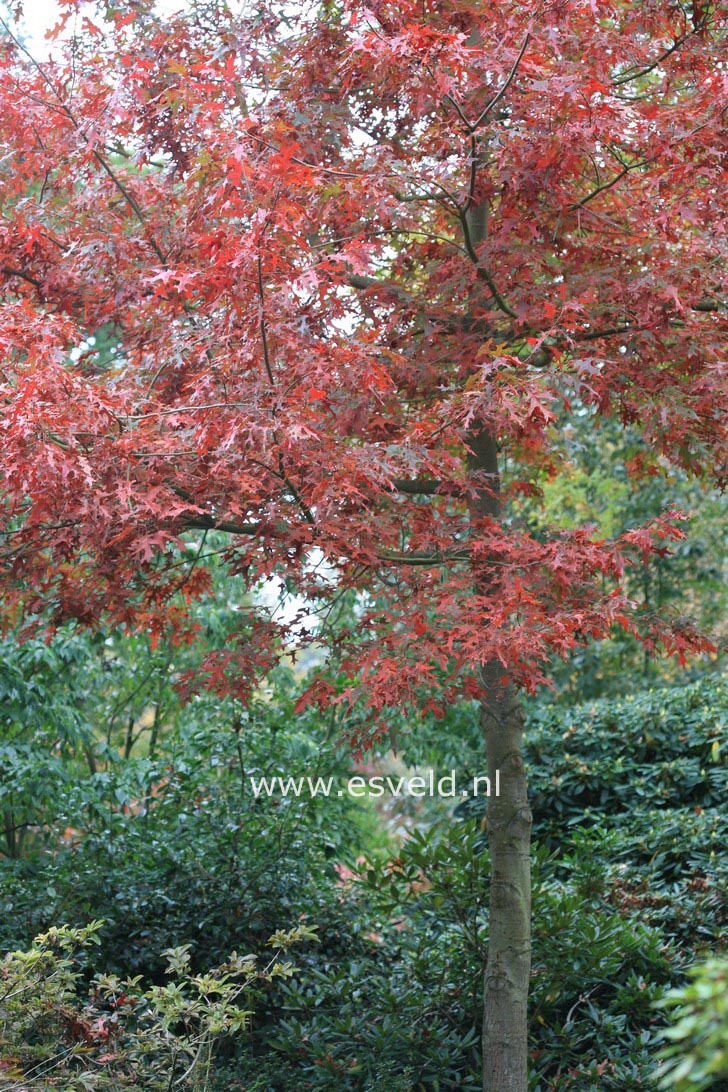 Quercus coccinea