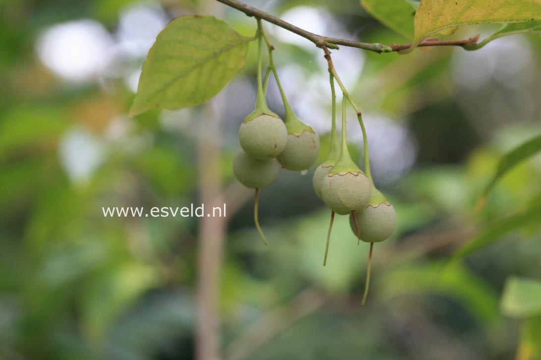 Styrax japonicus 'Sohuksan' (EMERALD PAGODA)