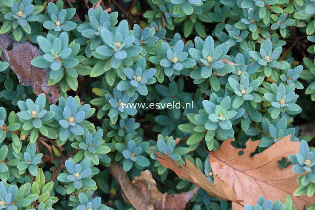 Rhododendron 'Ramapo'