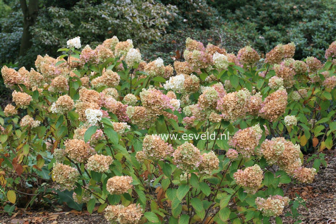 Hydrangea paniculata 'Silver Dollar'