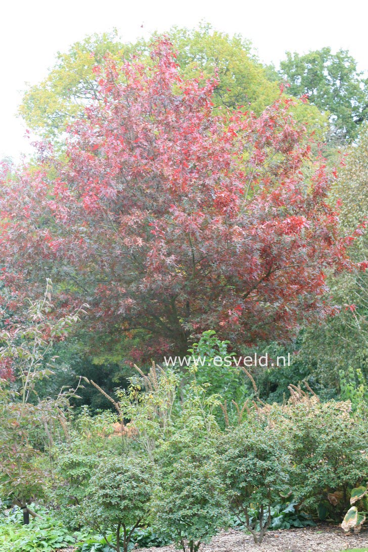 Quercus coccinea