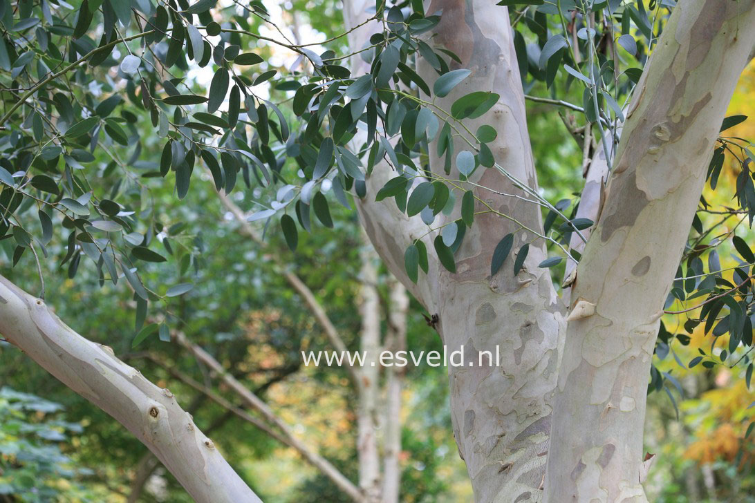 Eucalyptus pauciflora debeuzevillei