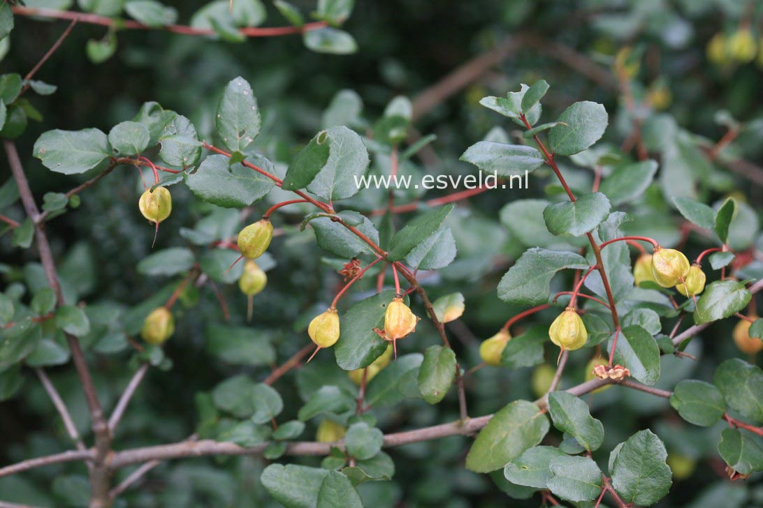 Crinodendron patagua