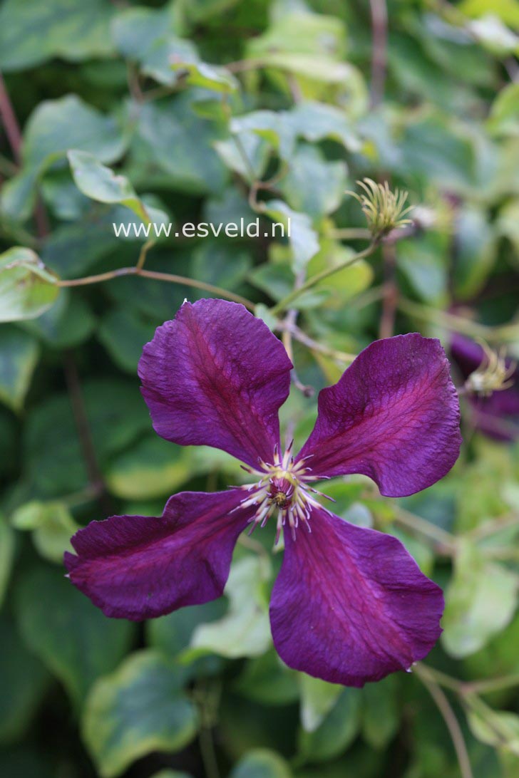 Clematis 'Kiev'