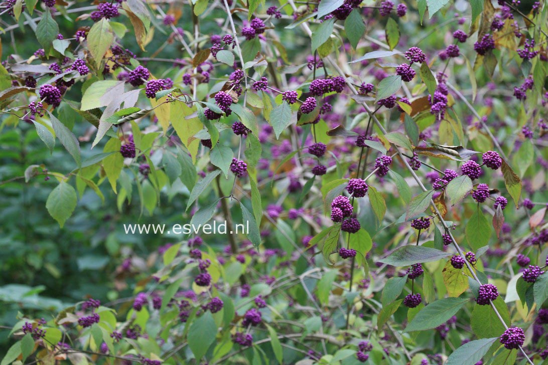 Callicarpa bodinieri 'Profusion'