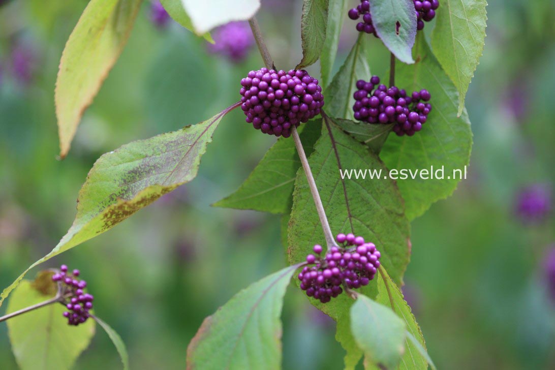 Callicarpa bodinieri 'Profusion'