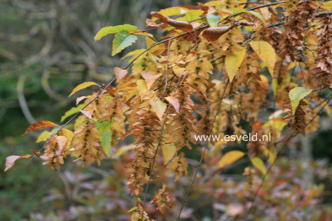 Carpinus caroliniana