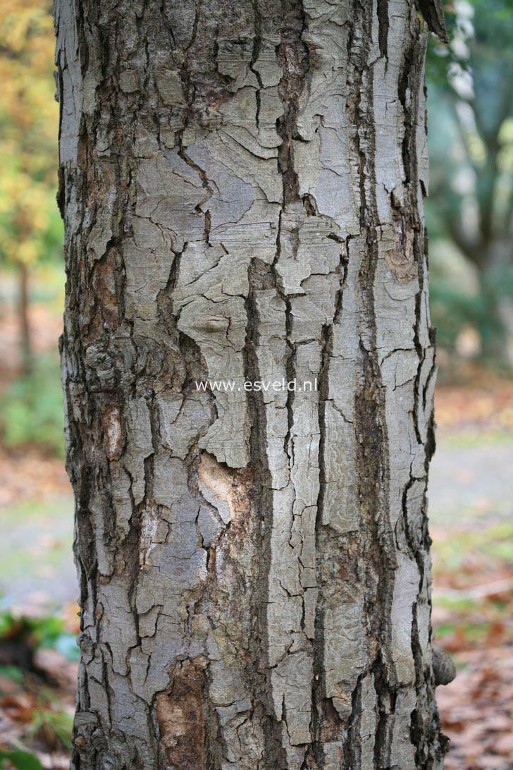 Nothofagus obliqua