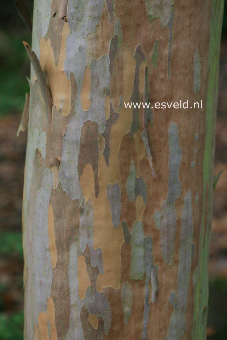 Stewartia pseudocamellia