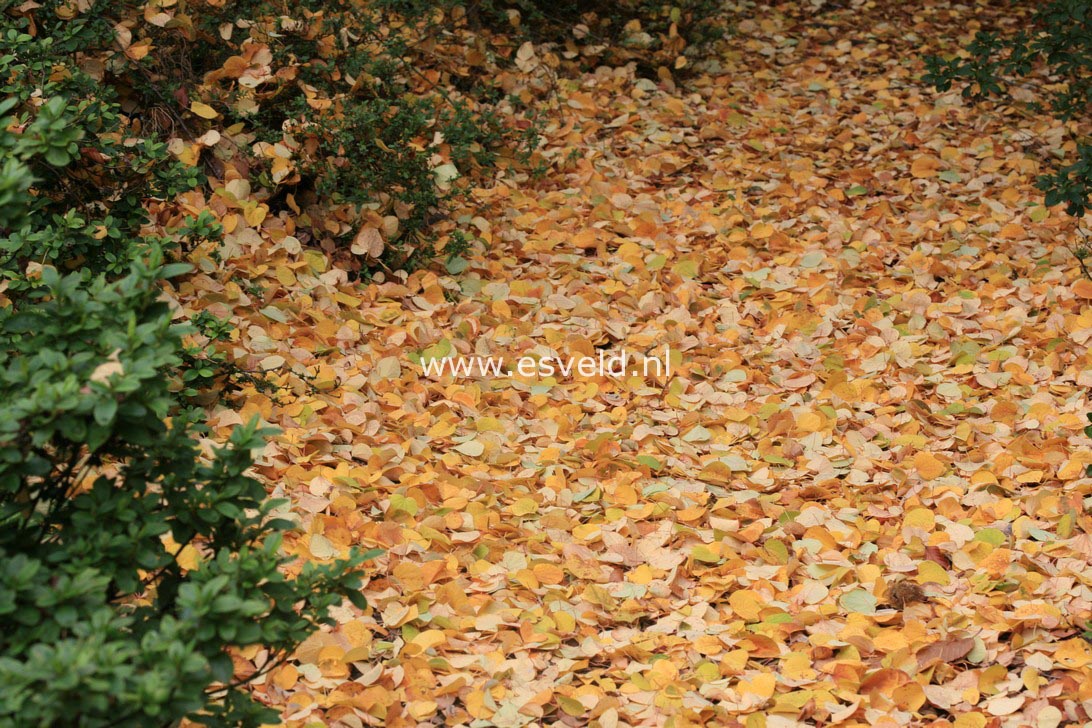 Cercidiphyllum japonicum