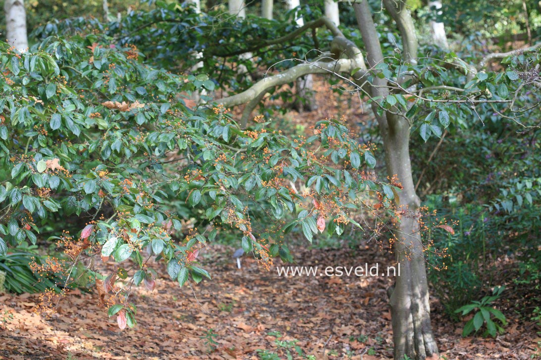 Photinia beauverdiana