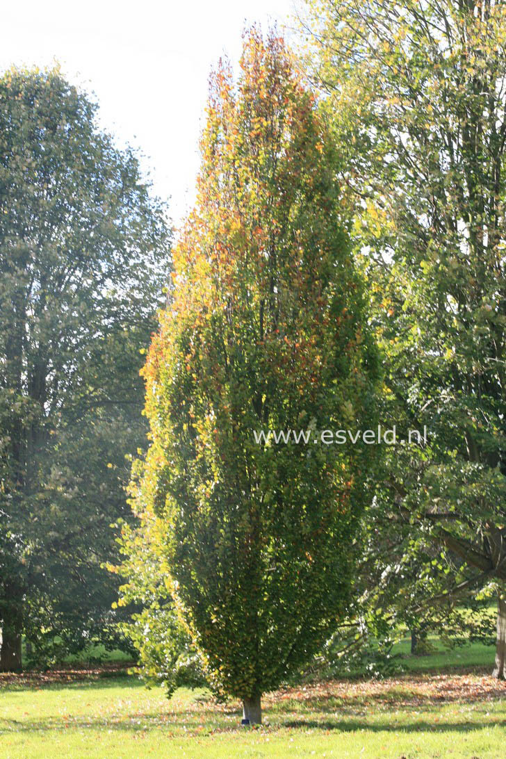 Fagus sylvatica 'Dawyck Gold'