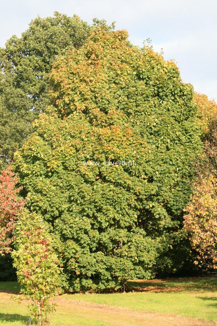 Acer platanoides 'Olmsted'