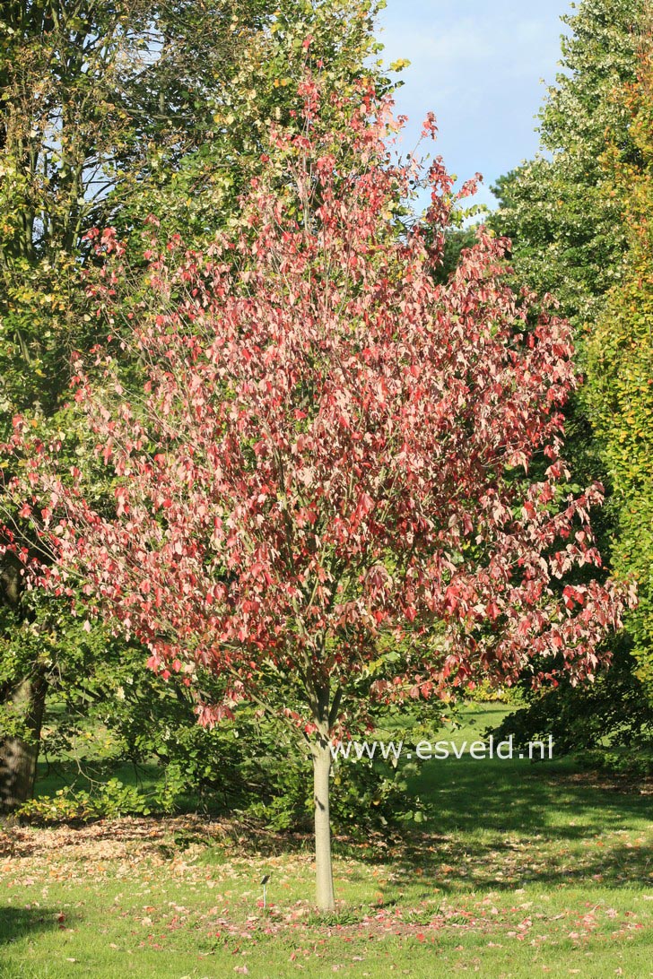 Acer rubrum 'Franksred' (RED SUNSET)