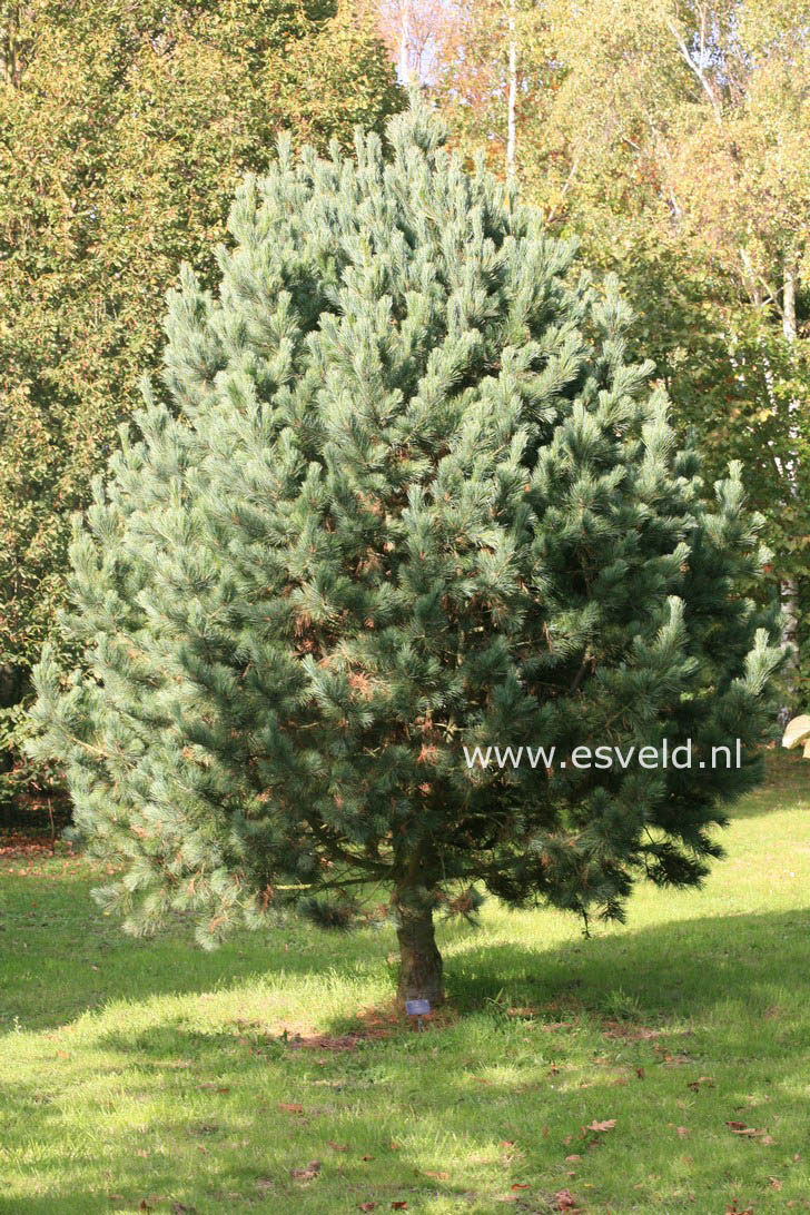 Pinus cembra