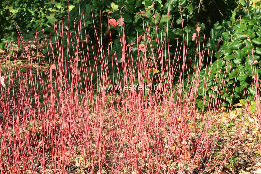 Cornus alba 'Sibirica'