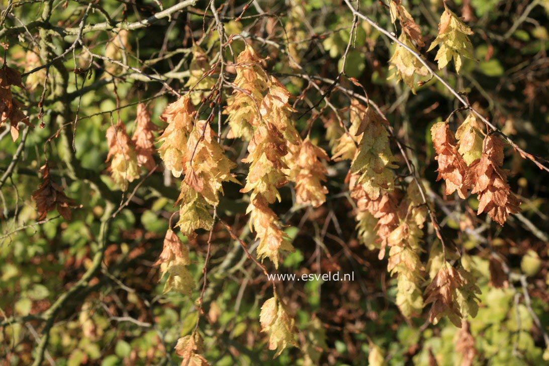 Carpinus orientalis