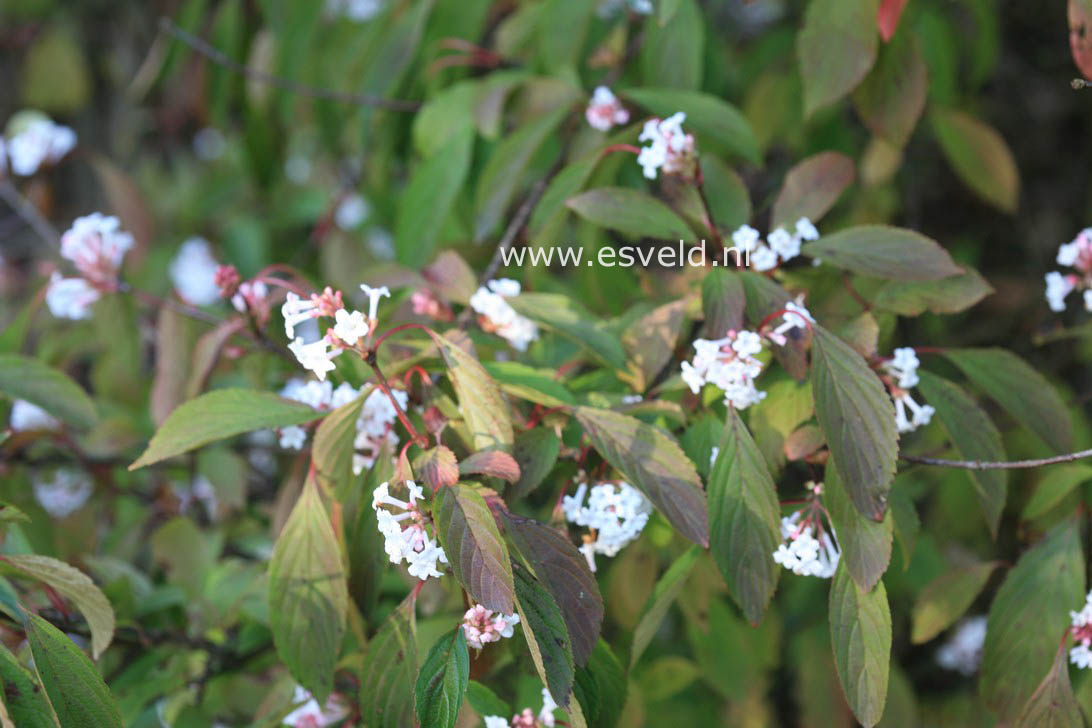 Viburnum farreri 'Farrer's Pink'