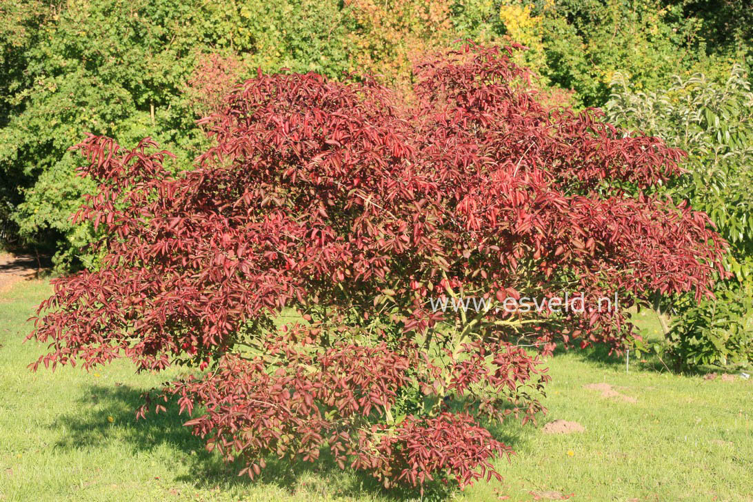 Euonymus hamiltonianus 'Indian Summer'