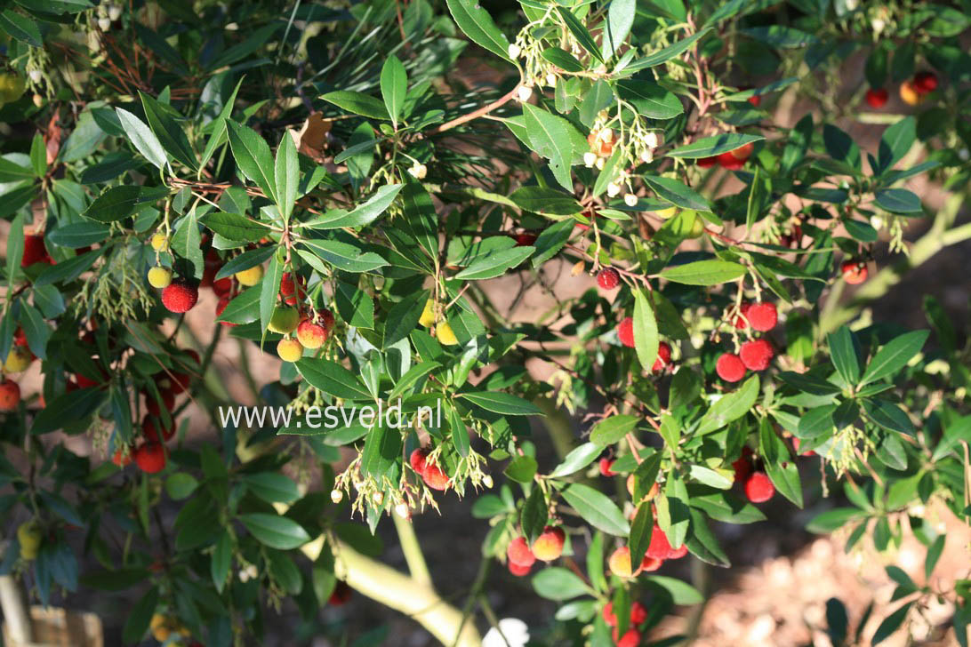 Arbutus unedo 'Elfin King'