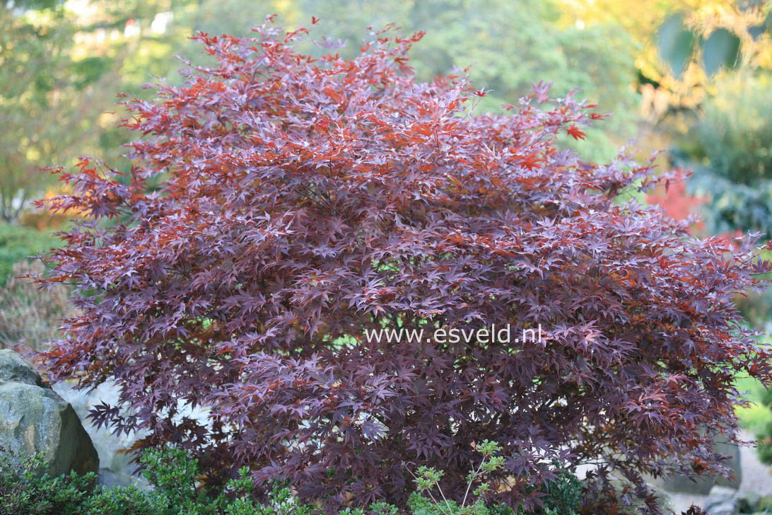 Acer palmatum 'Fireglow'