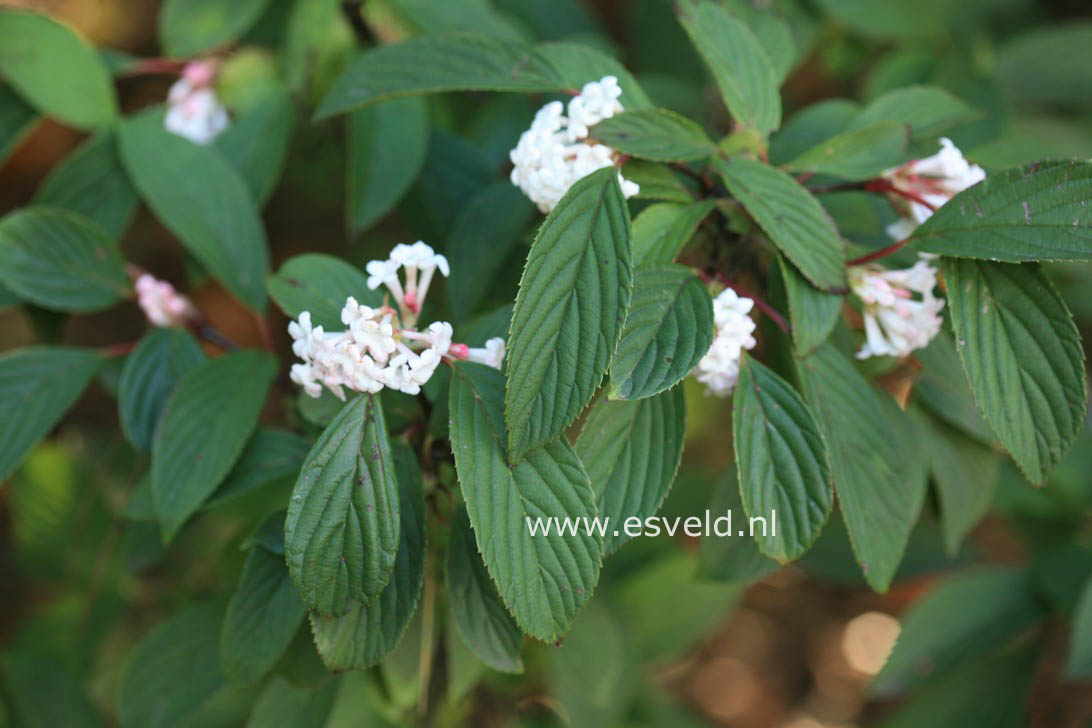 Viburnum bodnantense 'Dawn'