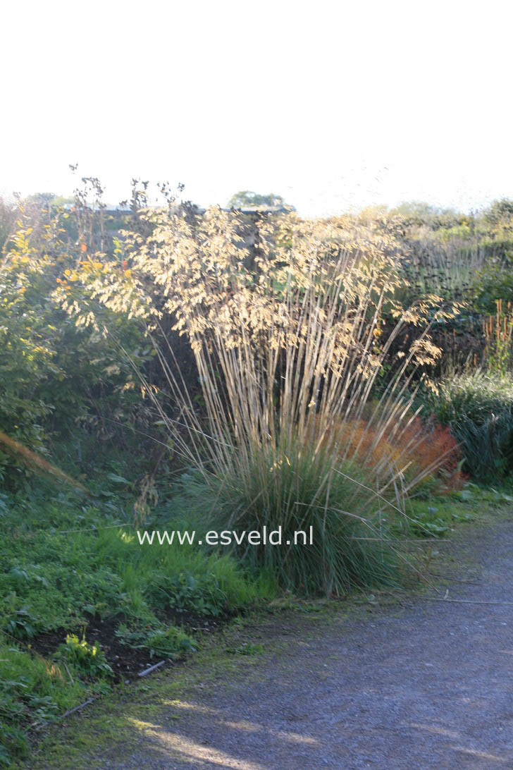 Stipa gigantea