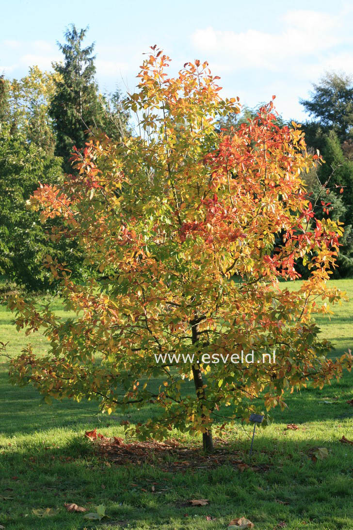 Nyssa sylvatica 'Wisley Bonfire'