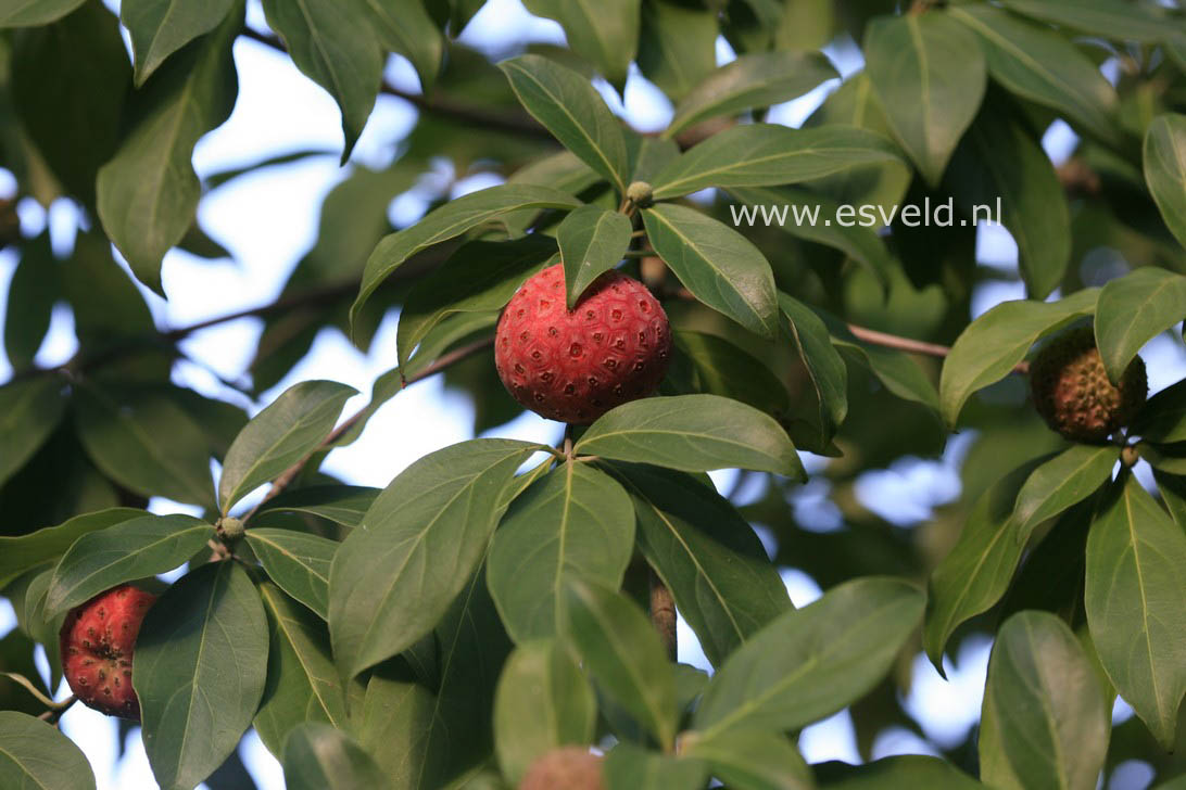 Cornus capitata