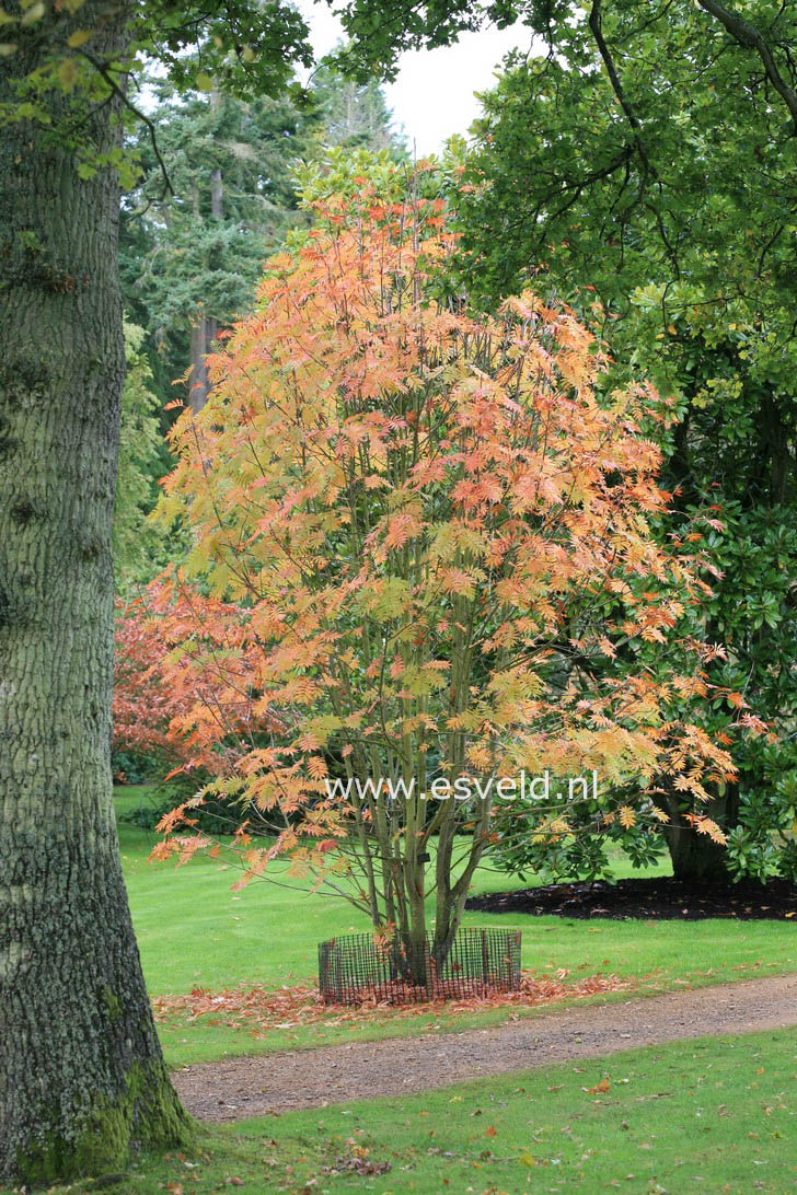 Sorbus commixta