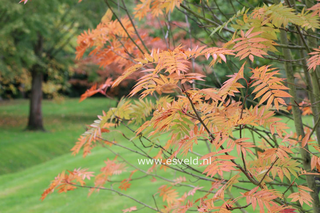 Sorbus commixta