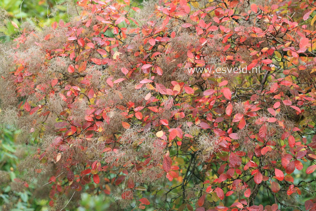 Cotinus coggygria