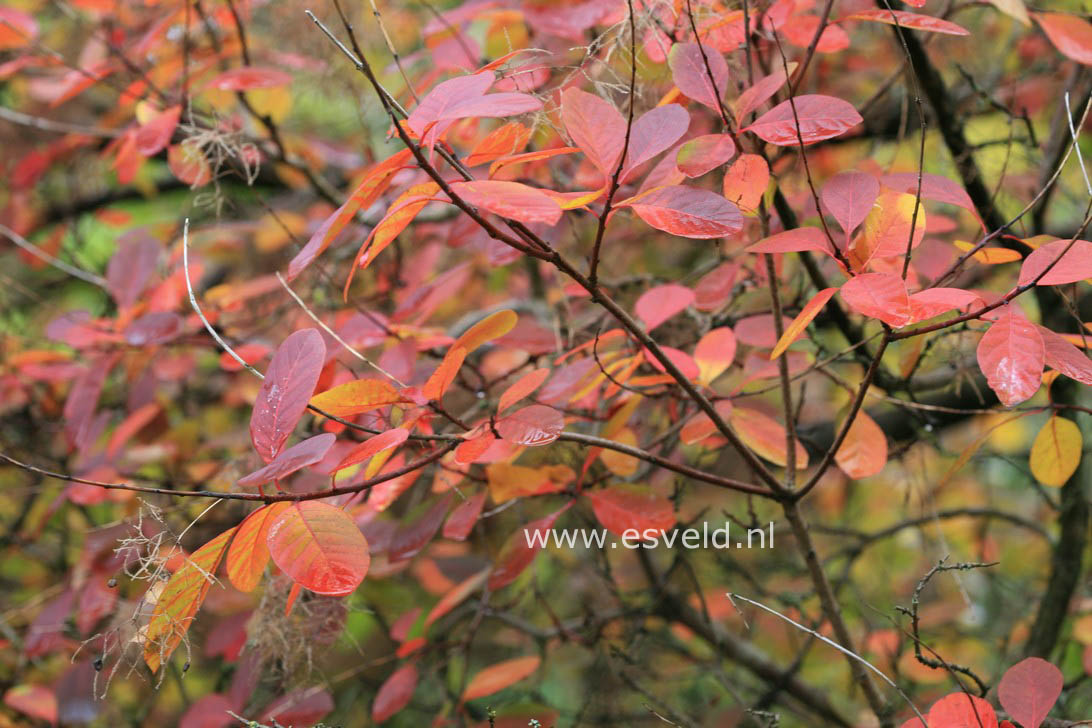 Cotinus coggygria