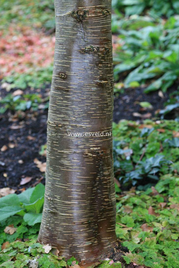 Betula luminifera