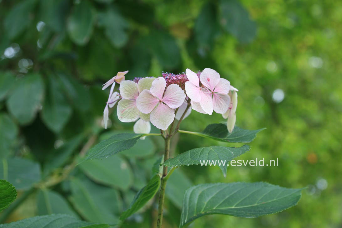 Hydrangea macrophylla 'Mariesii Perfecta'