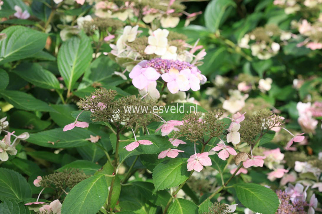 Hydrangea macrophylla 'Mariesii Perfecta'