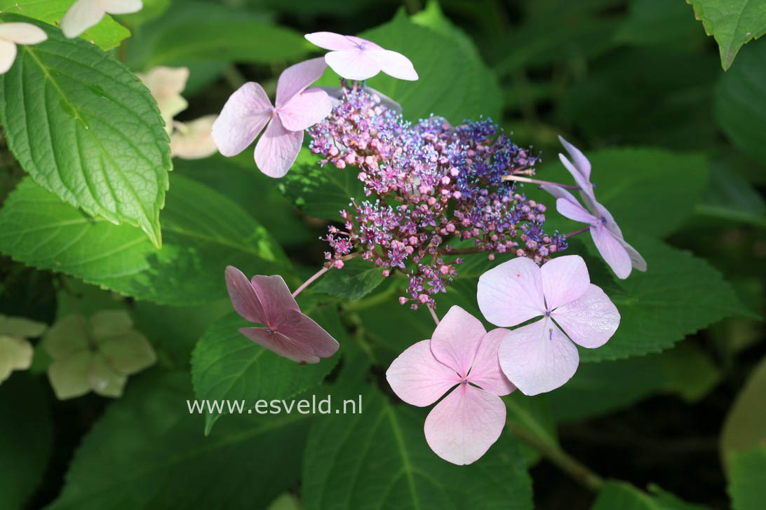 Hydrangea macrophylla 'Mariesii Perfecta'