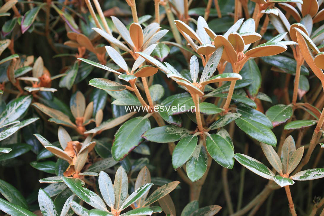 Rhododendron 'Hydon Velvet'