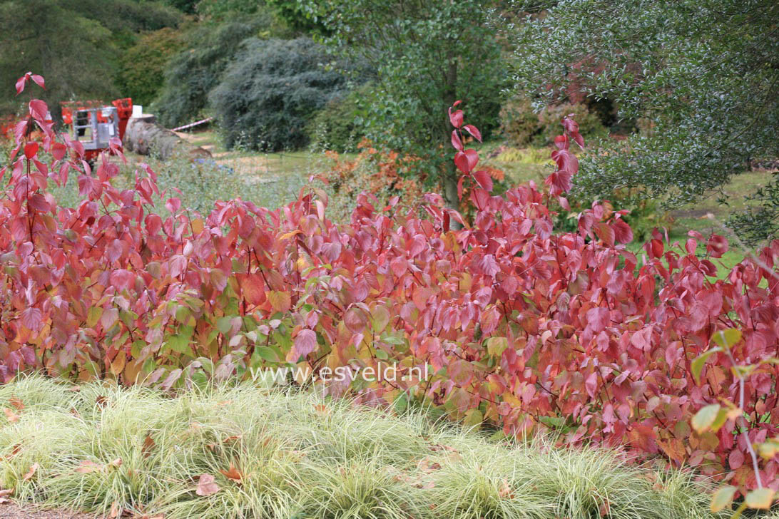 Cornus alba 'Sibirica'