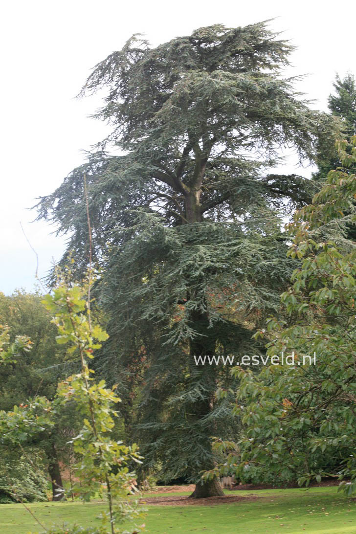 Cedrus libani 'Glauca Group'