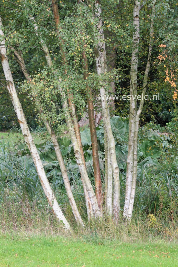 Betula pendula