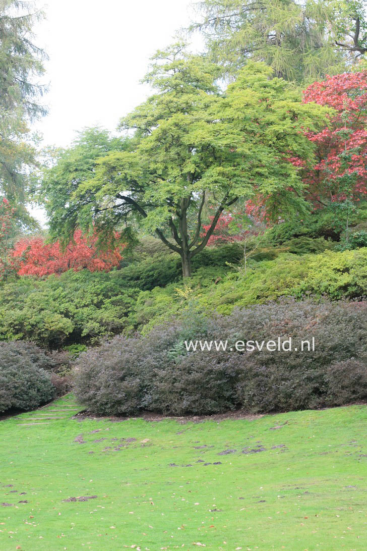 Styrax japonicus