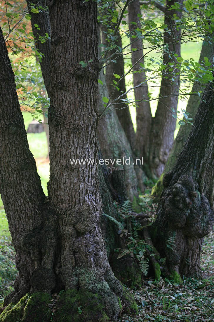 Alnus glutinosa