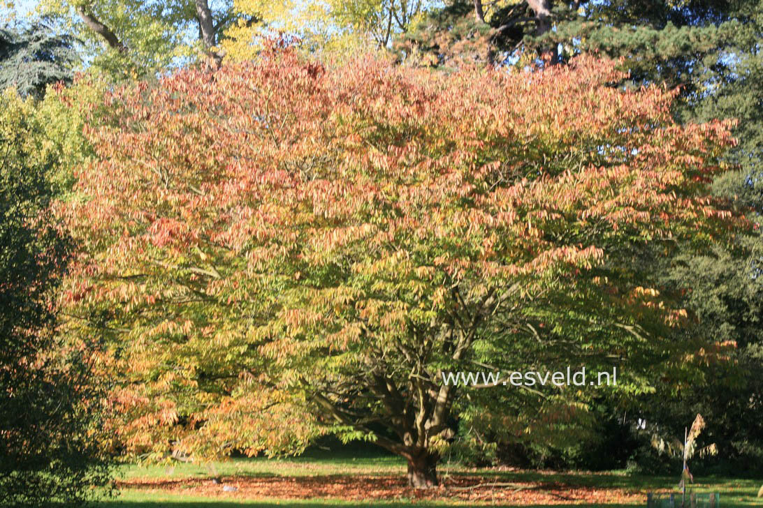 Zelkova serrata