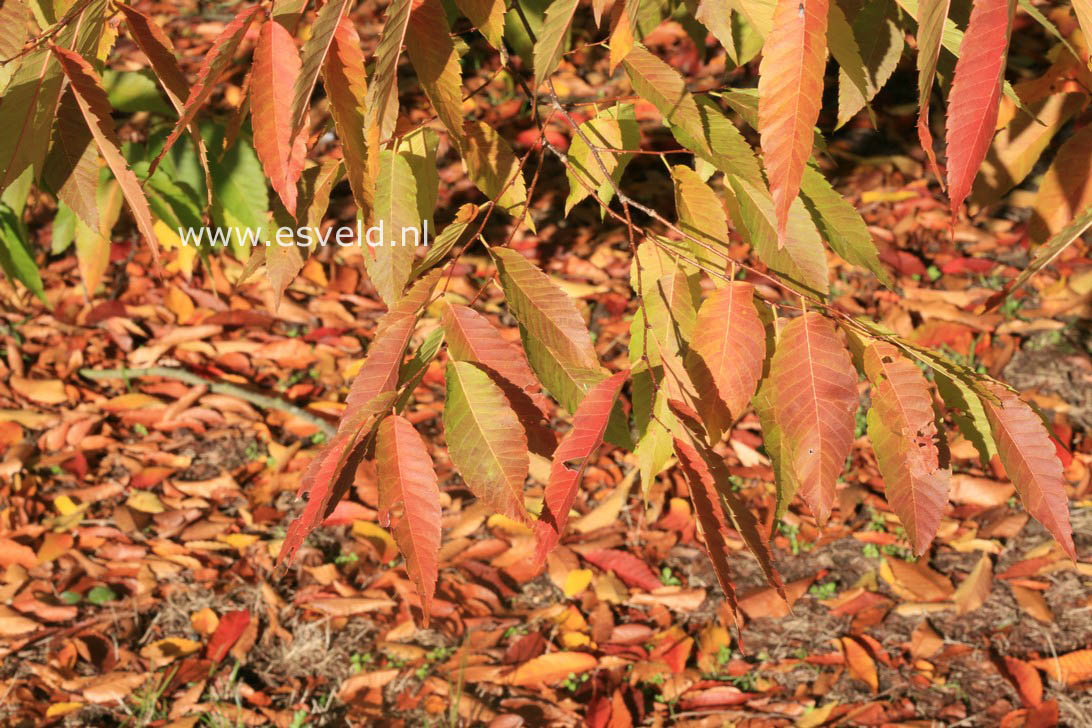 Zelkova serrata