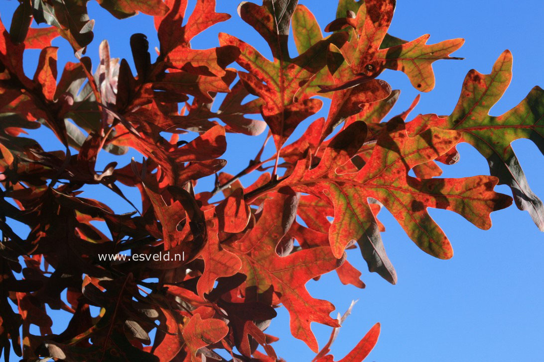 Quercus alba