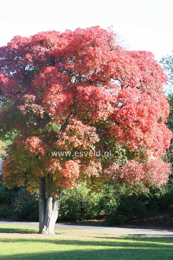 Cotinus obovatus