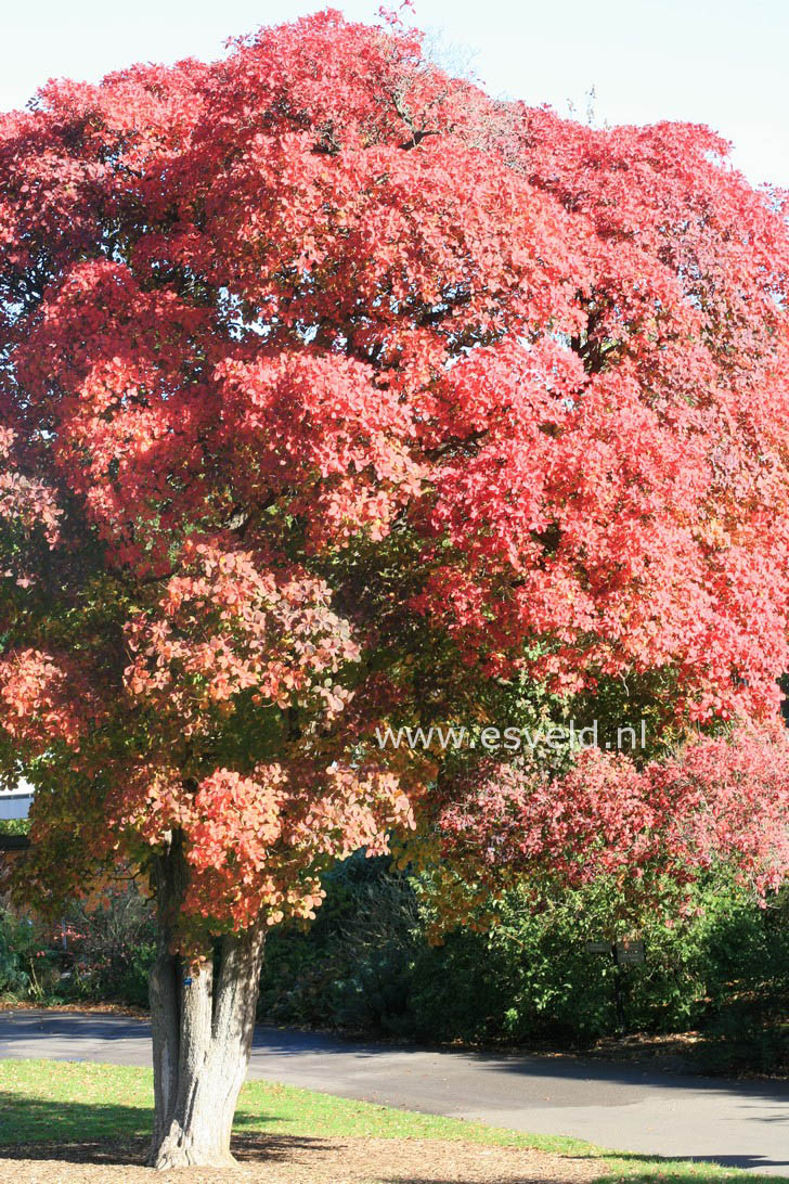 Cotinus obovatus