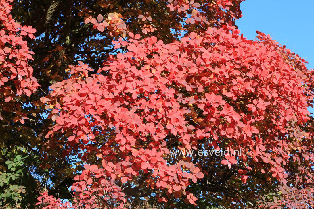 Cotinus obovatus